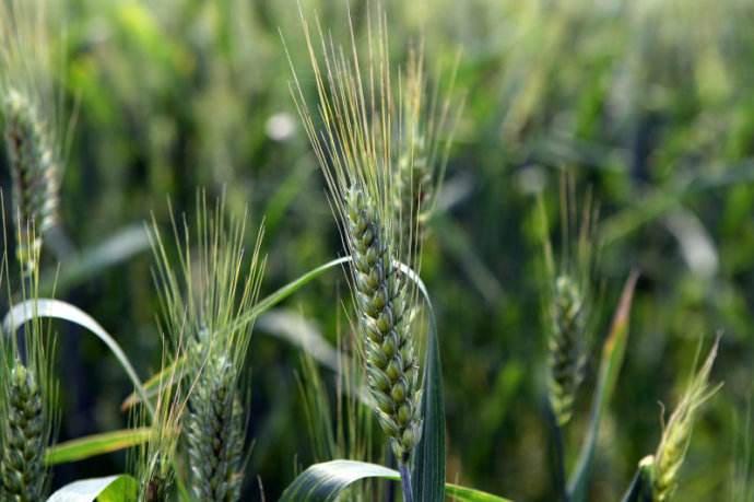 富硒乌麦苦荞茶（苦芥乌麦茶和苦荞茶）-硒宝网