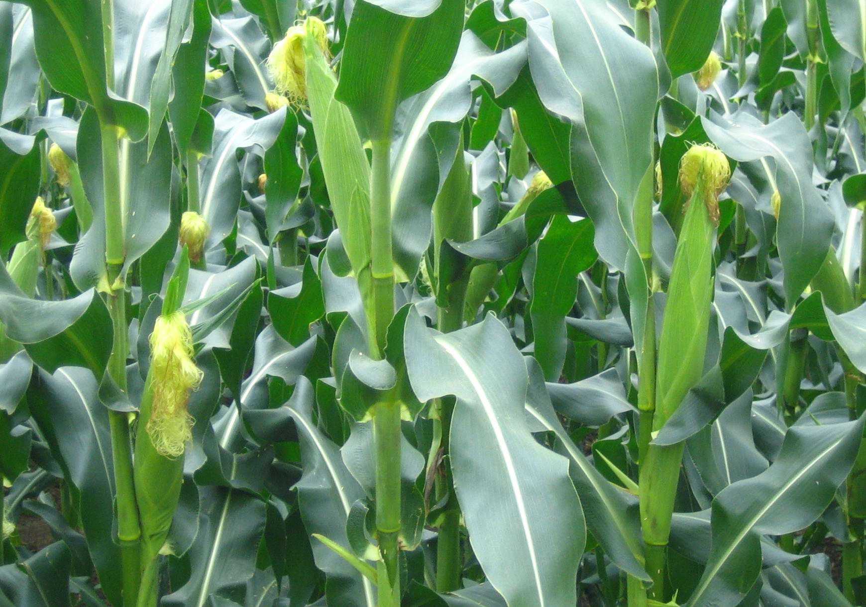 富硒乌麦苦荞茶（苦芥乌麦茶和苦荞茶）-硒宝网