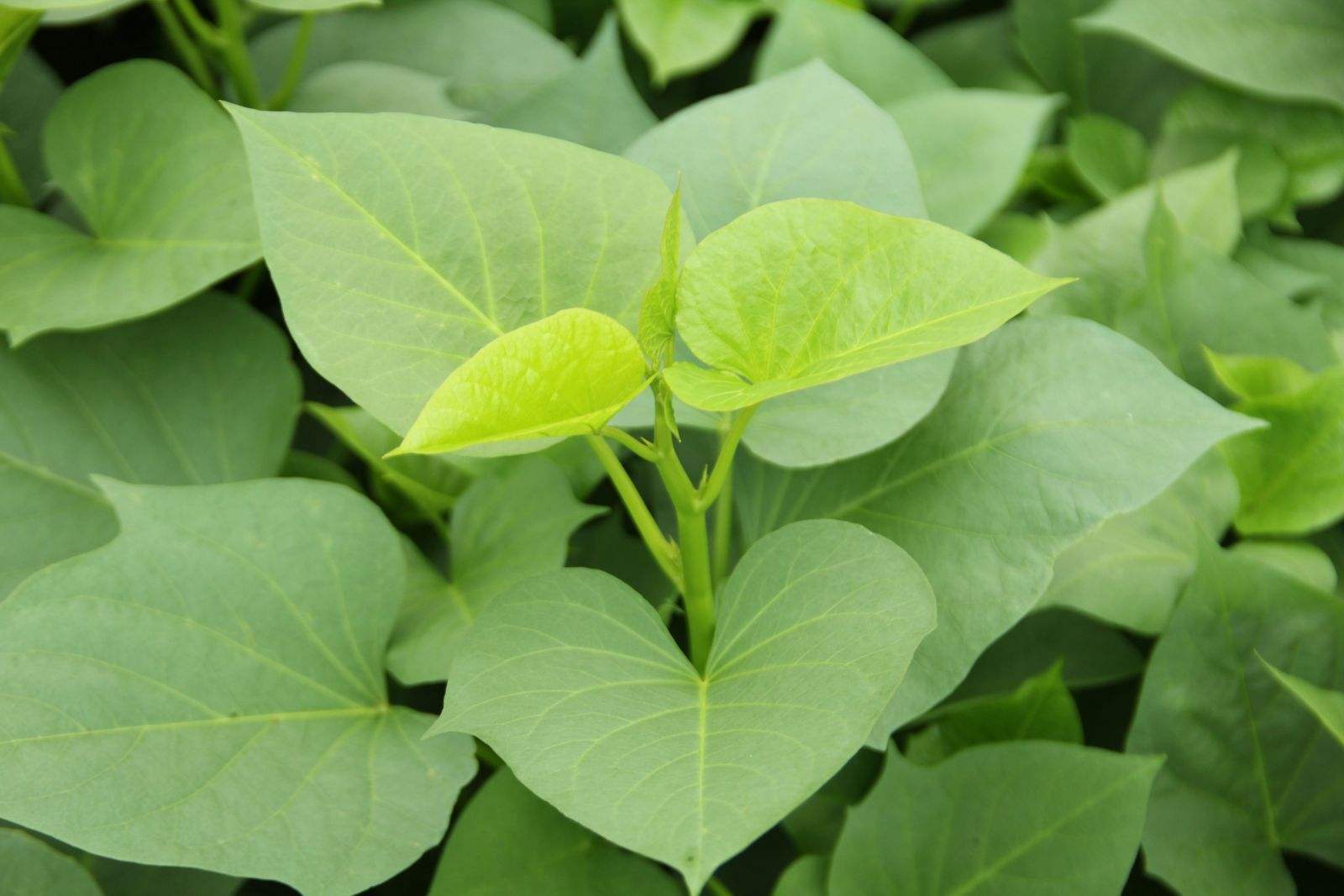 富硒乌麦苦荞茶（苦芥乌麦茶和苦荞茶）-硒宝网