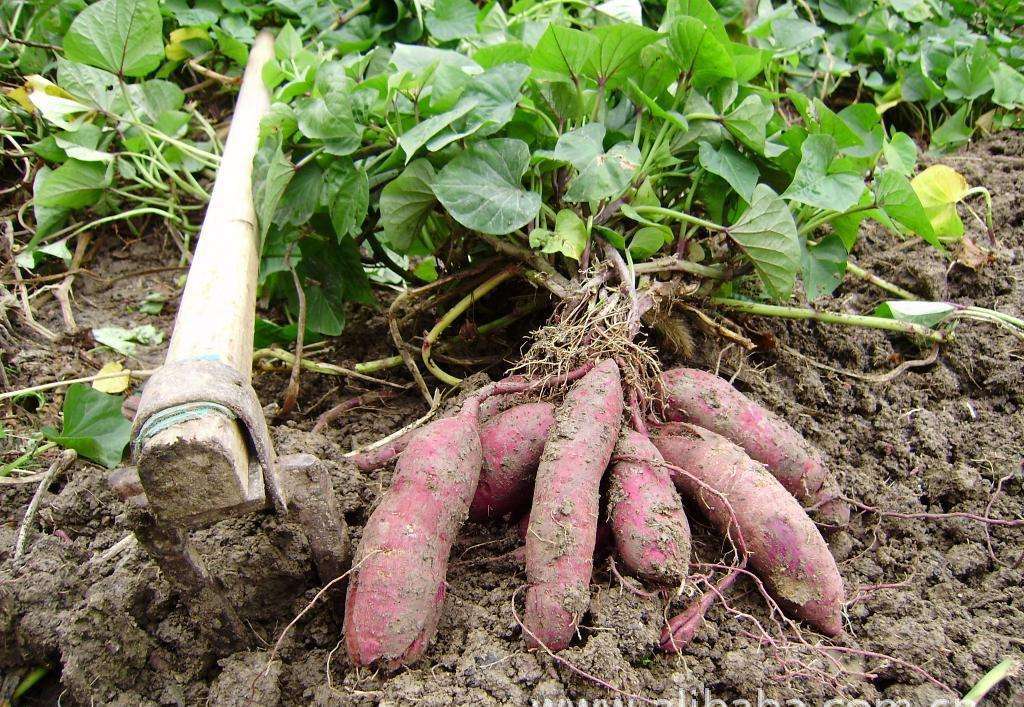 富硒乌麦苦荞茶（苦芥乌麦茶和苦荞茶）-硒宝网