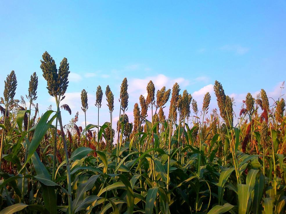 富硒乌麦苦荞茶（苦芥乌麦茶和苦荞茶）-硒宝网