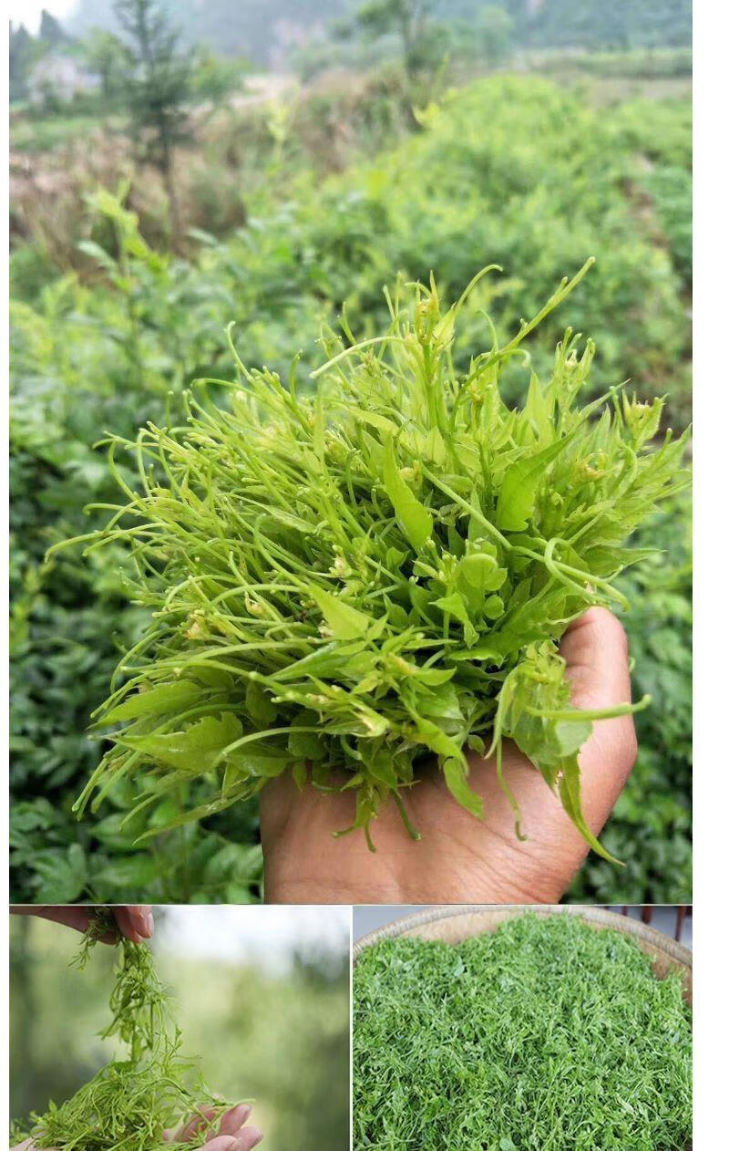 恩施州的富硒茶（恩施富硒茶百科）-硒宝网