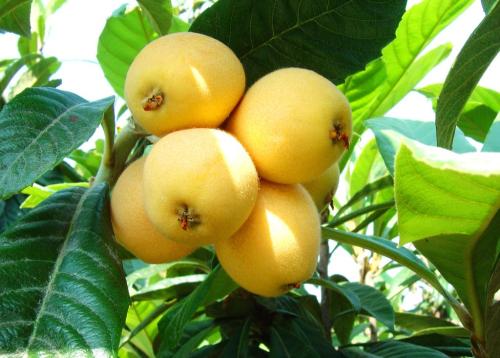 十大富硒茶排名（中国富硒茶排名）-硒宝网