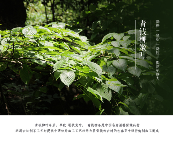 喝富硒青钱柳茶(富硒青钱柳的故事)-硒宝网