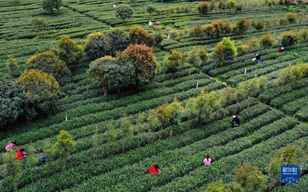 平利县富硒堂茶(平利富硒绿茶)-硒宝网
