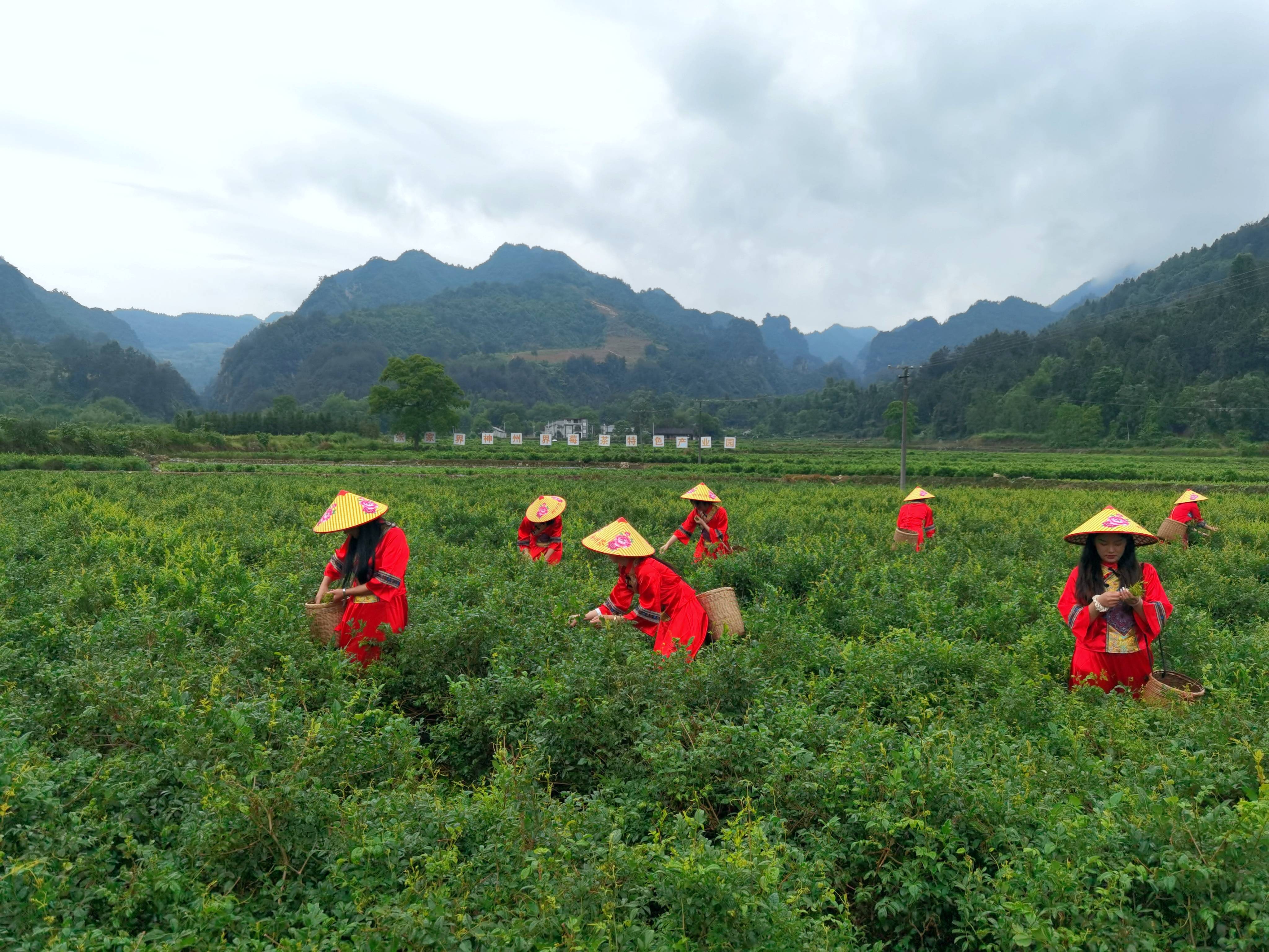 楚家台富硒莓茶（楚茶是什么）-硒宝网
