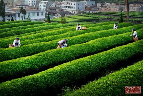 台湾富硒八仙茶(八仙茶价格)-硒宝网