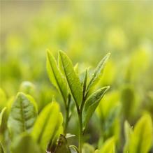 台湾富硒八仙茶（福建八仙茶）-硒宝网