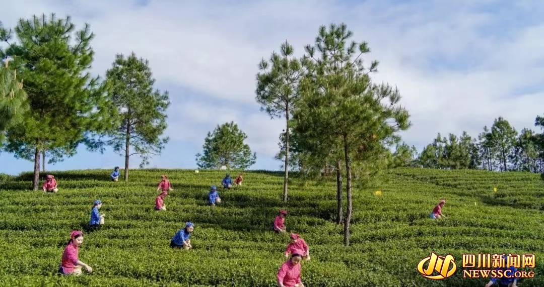 万源富硒茶包装(万源富硒茶礼盒装)-硒宝网