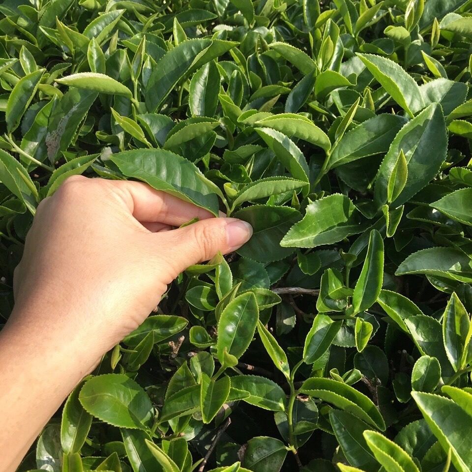 台湾富硒八仙茶（富硒八仙茶价格）-硒宝网