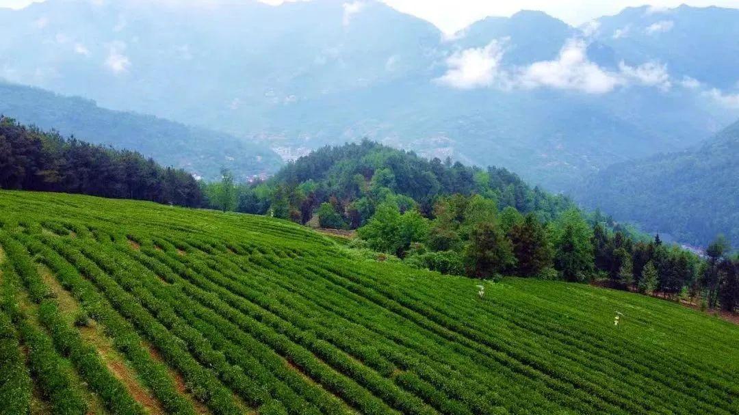 四川富硒茶分布（四川富硒土壤分布图）-硒宝网