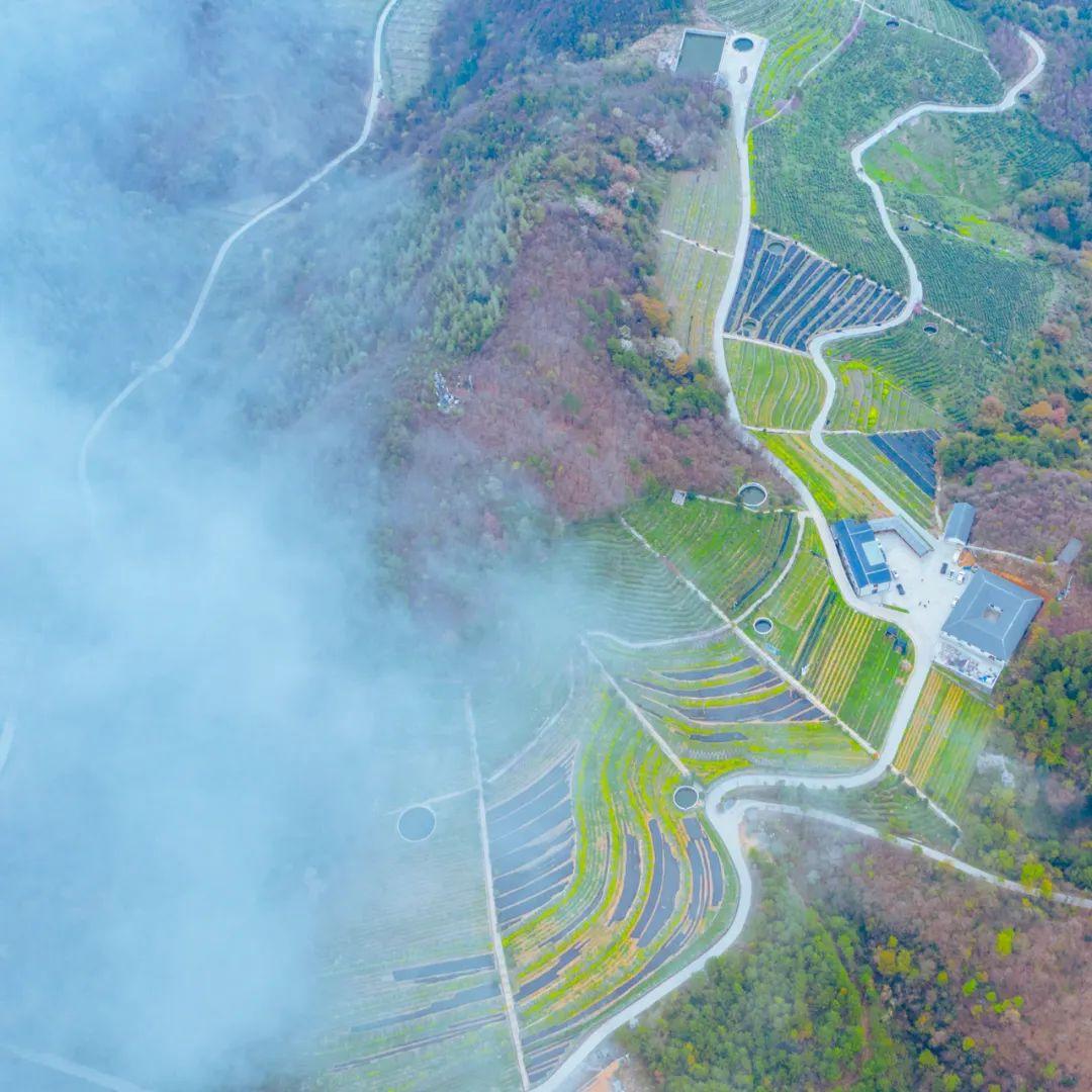 四川富硒茶分布（四川富硒土壤分布图）-硒宝网