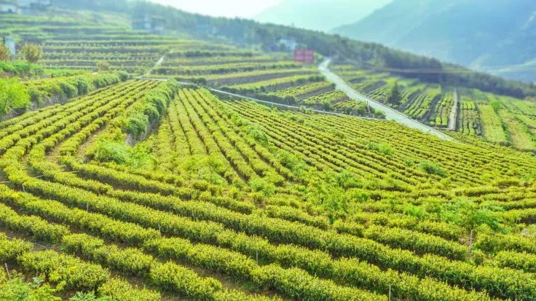 四川富硒茶分布（四川富硒土壤分布图）-硒宝网