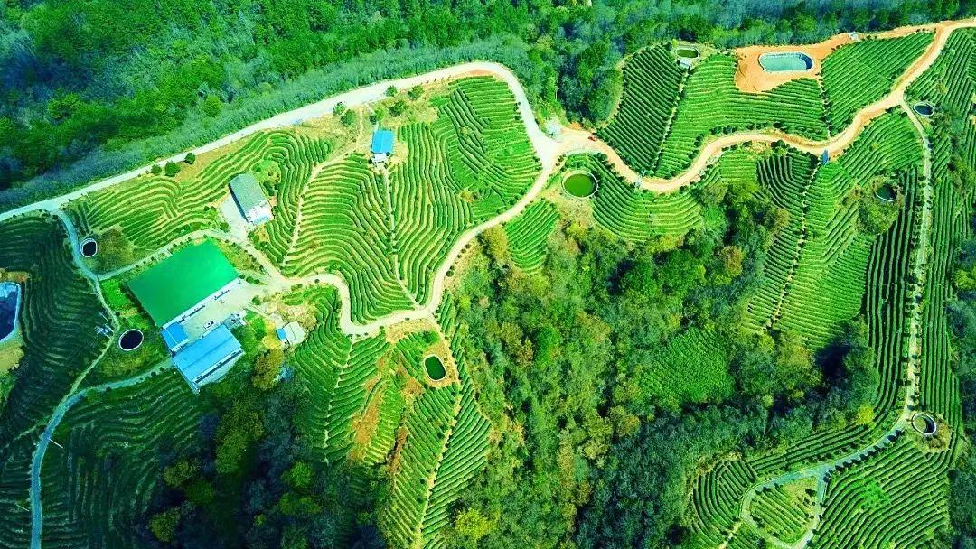 四川富硒茶分布（四川富硒土壤分布图）-硒宝网