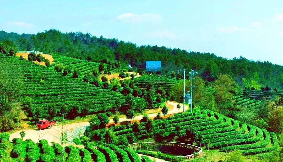 四川富硒茶分布（四川富硒土壤分布图）-硒宝网