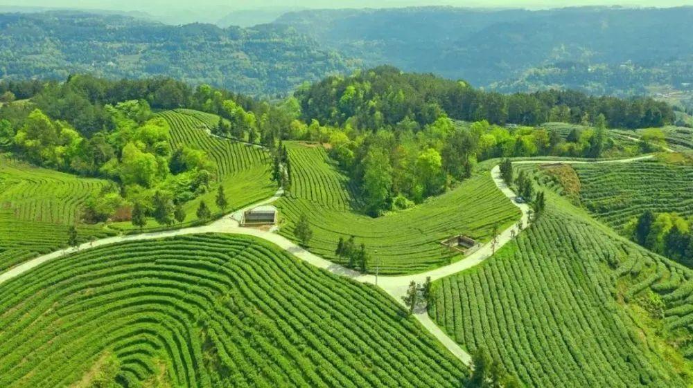 四川富硒茶分布（四川富硒土壤分布图）-硒宝网