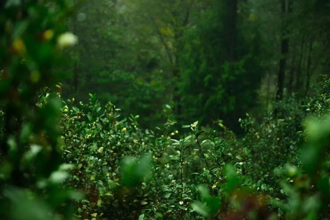 四川富硒茶分布（四川富硒土壤分布图）-硒宝网