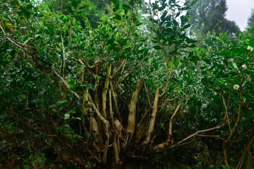 四川富硒茶分布（四川富硒土壤分布图）-硒宝网