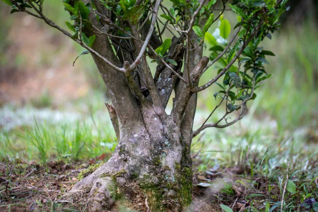 四川富硒茶分布（四川富硒土壤分布图）-硒宝网