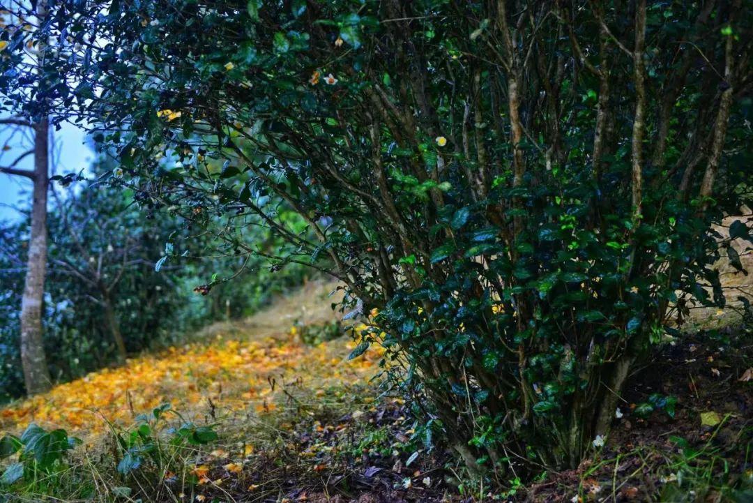 四川富硒茶分布（四川富硒土壤分布图）-硒宝网