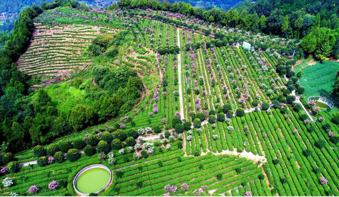 四川富硒茶分布（四川富硒土壤分布图）-硒宝网