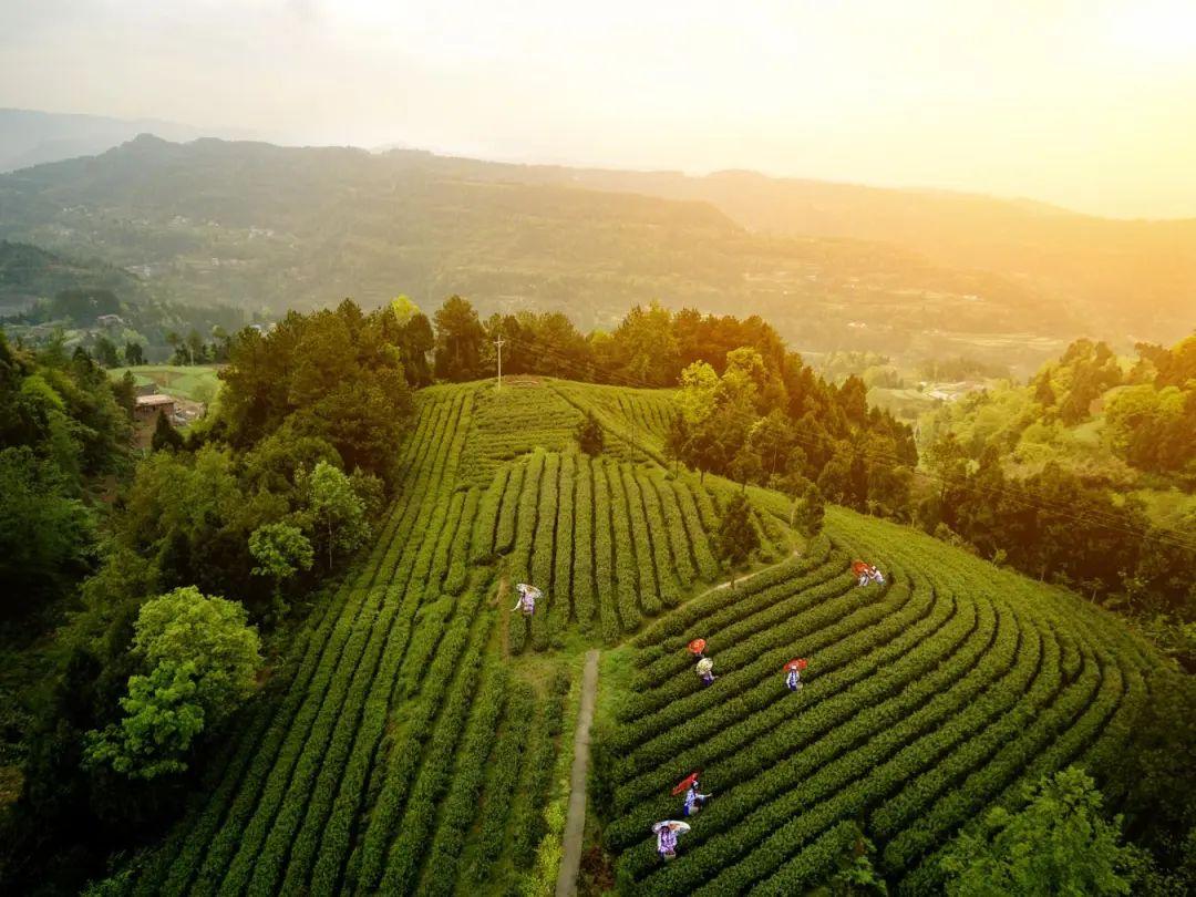 四川富硒茶分布（四川富硒土壤分布图）-硒宝网