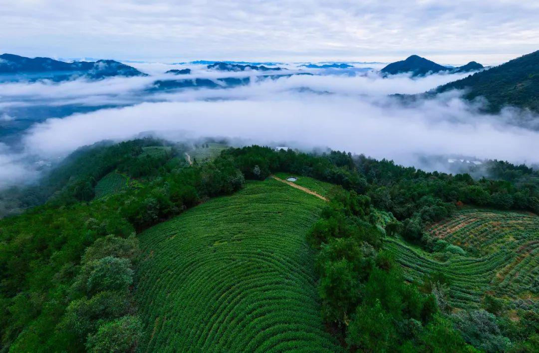 四川富硒茶分布（四川富硒土壤分布图）-硒宝网