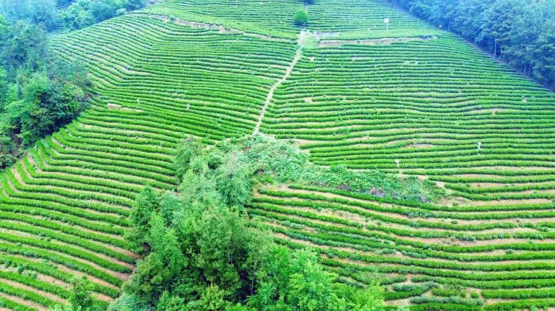 四川富硒茶分布（四川富硒土壤分布图）-硒宝网