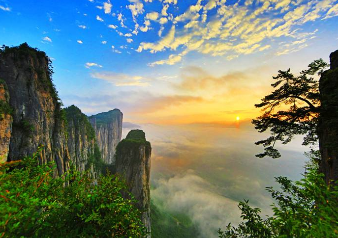 富硒藤茶的泡法(富硒藤茶的作用与效果)-硒宝网