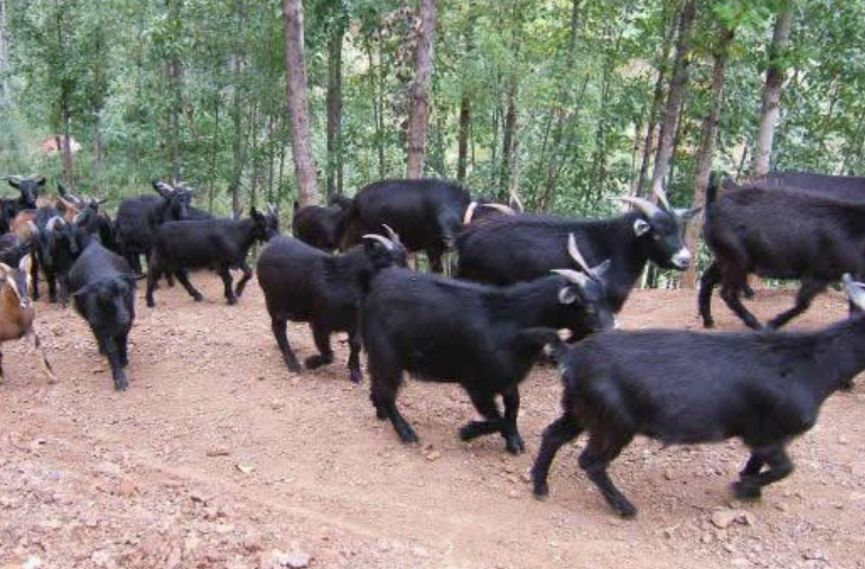 富硒藤茶的汤色（富硒藤茶的冲泡方法）-硒宝网