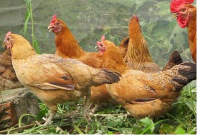 富硒藤茶的汤色（富硒藤茶的冲泡方法）-硒宝网