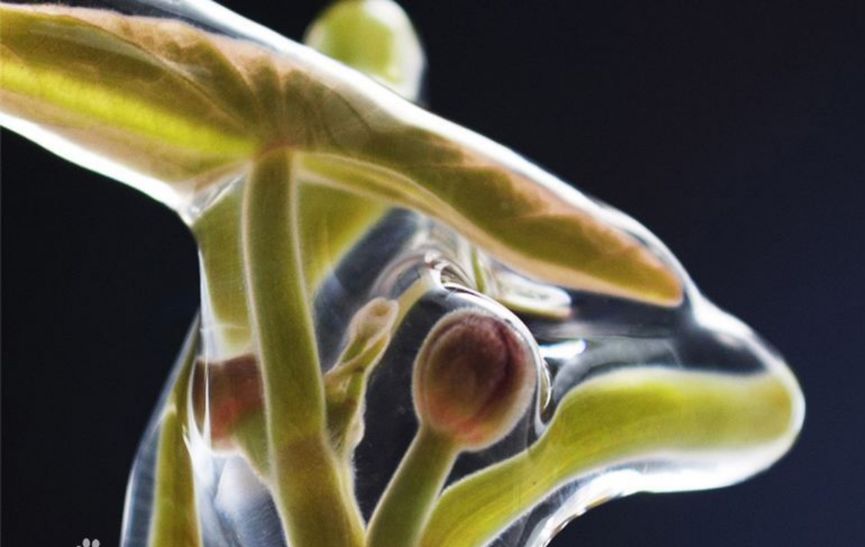 富硒藤茶的汤色（富硒藤茶的冲泡方法）-硒宝网