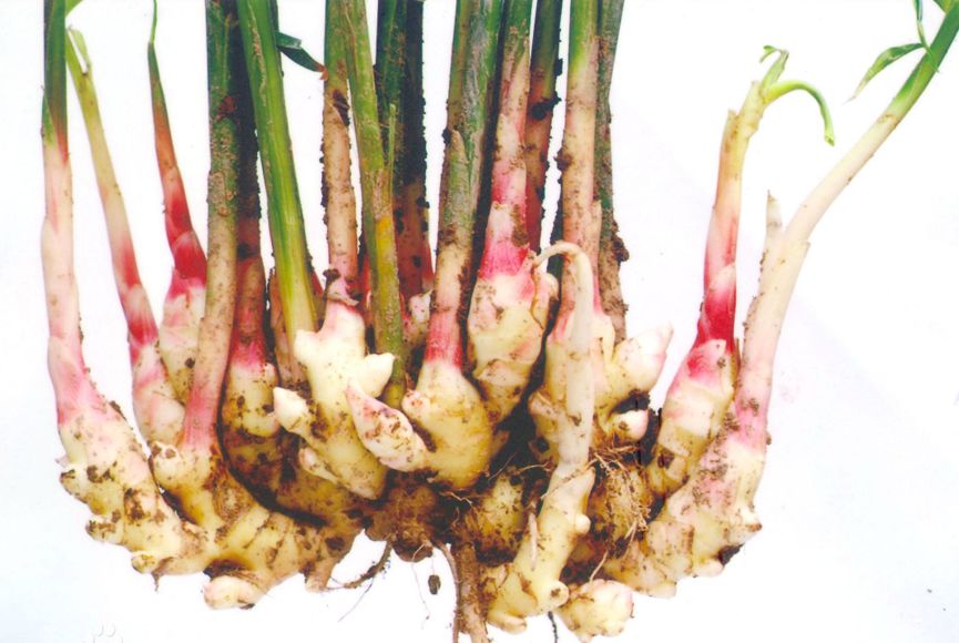 富硒藤茶的汤色（富硒藤茶的冲泡方法）-硒宝网