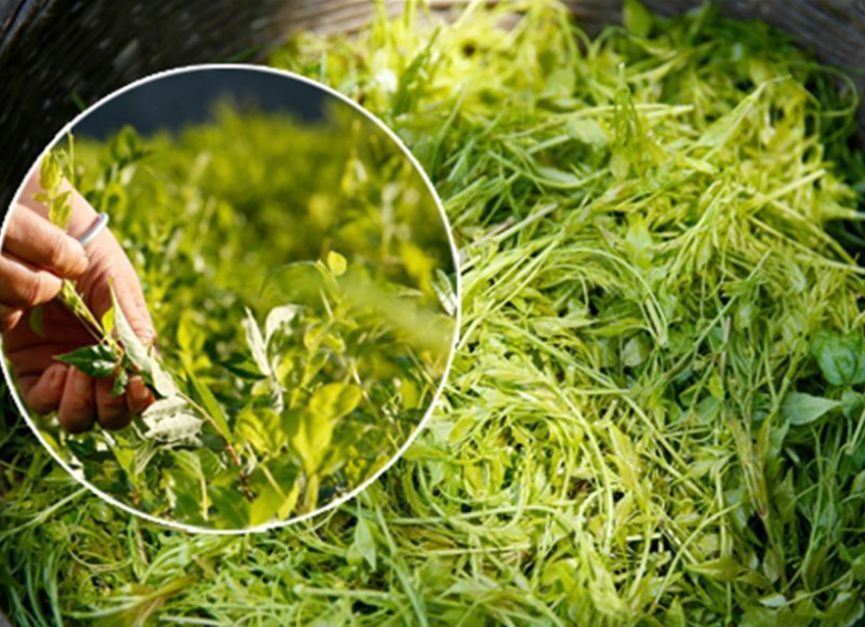 富硒藤茶的汤色（富硒藤茶的冲泡方法）-硒宝网