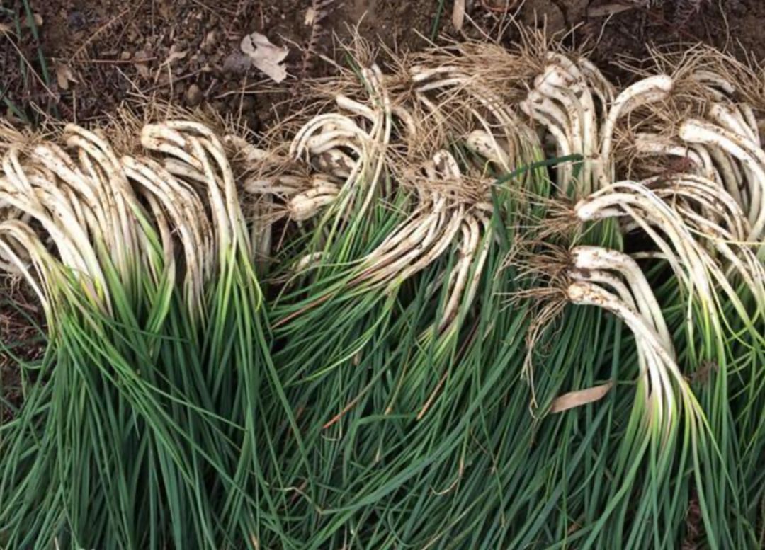 富硒藤茶的汤色（富硒藤茶的冲泡方法）-硒宝网