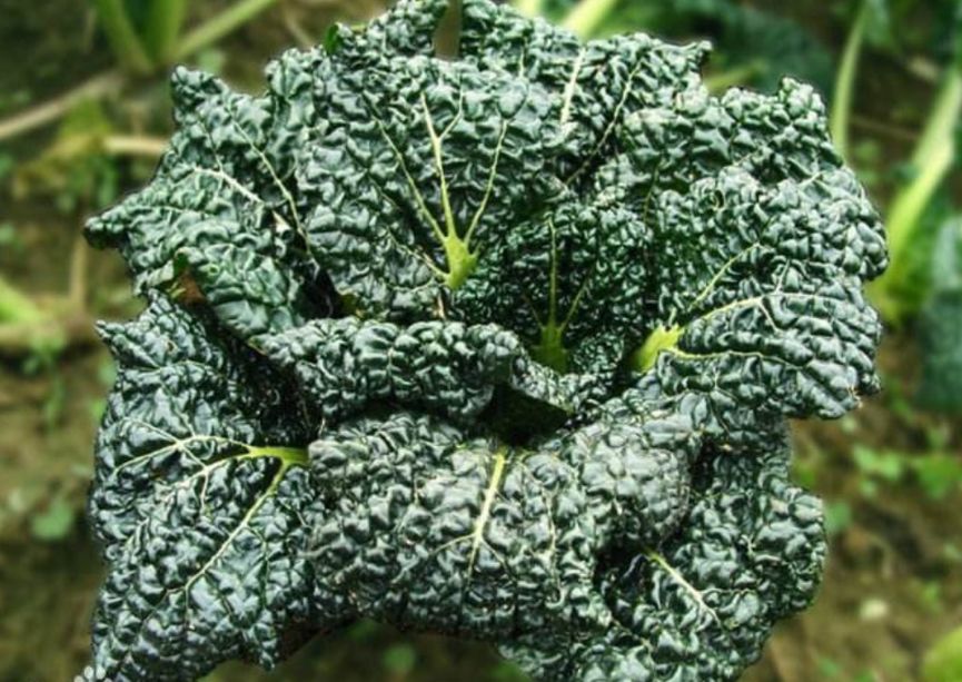 富硒藤茶的汤色（富硒藤茶的冲泡方法）-硒宝网