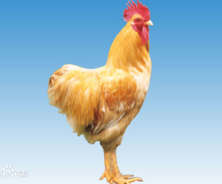 富硒藤茶的汤色（富硒藤茶的冲泡方法）-硒宝网