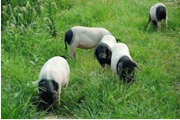 富硒藤茶的汤色（富硒藤茶的冲泡方法）-硒宝网