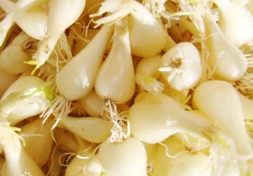 富硒藤茶的汤色（富硒藤茶的冲泡方法）-硒宝网