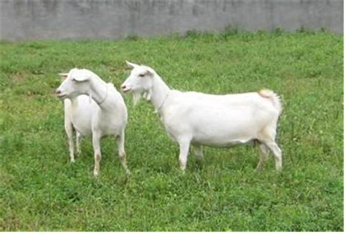 富硒藤茶的汤色（富硒藤茶的冲泡方法）-硒宝网