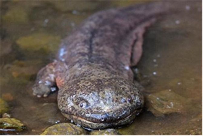 富硒藤茶的汤色（富硒藤茶的冲泡方法）-硒宝网