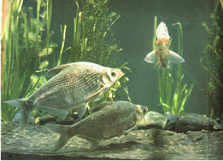 富硒藤茶的汤色（富硒藤茶的冲泡方法）-硒宝网