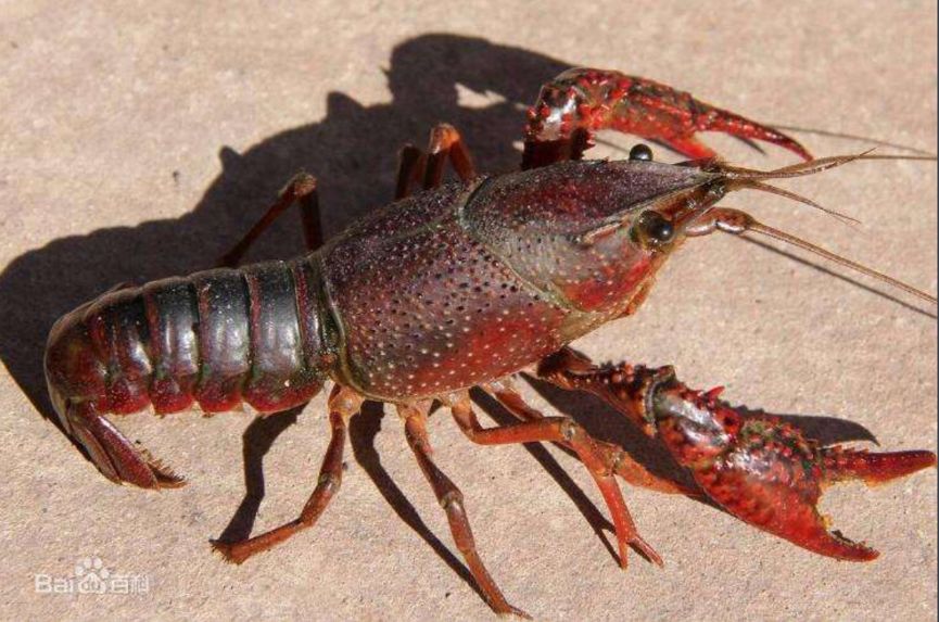 富硒藤茶的汤色（富硒藤茶的冲泡方法）-硒宝网