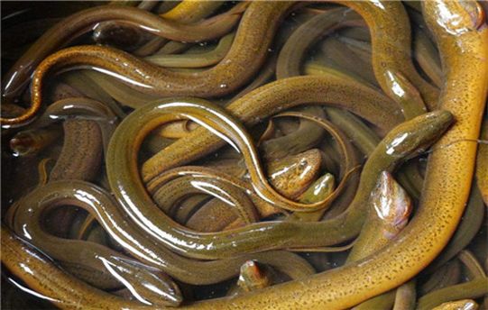 富硒藤茶的汤色（富硒藤茶的冲泡方法）-硒宝网