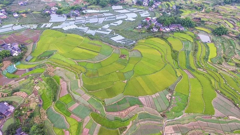 富硒藤茶的汤色（富硒藤茶的冲泡方法）-硒宝网