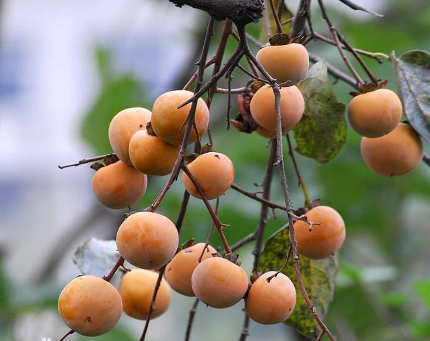 富硒藤茶的汤色（富硒藤茶的冲泡方法）-硒宝网