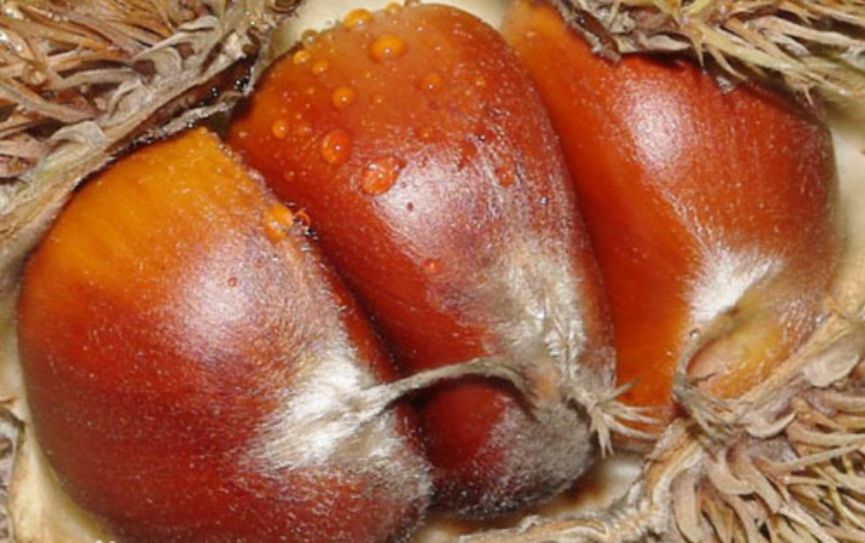 富硒藤茶的汤色（富硒藤茶的冲泡方法）-硒宝网