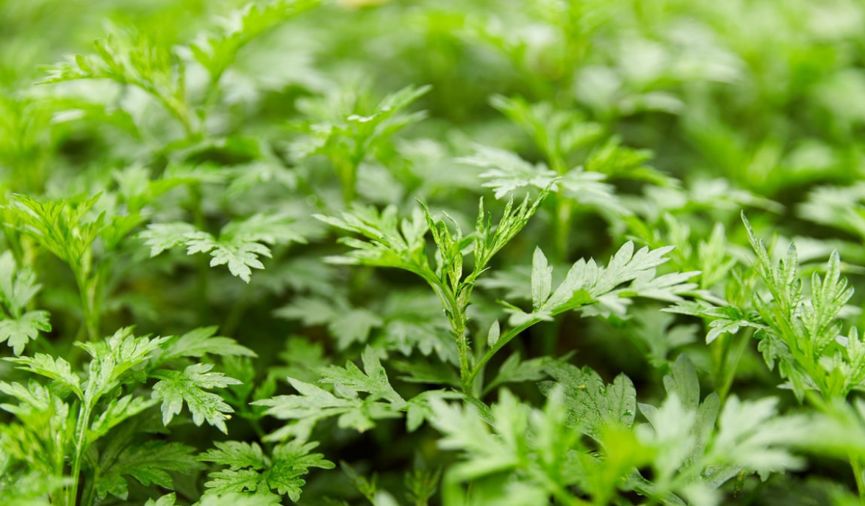 富硒藤茶的汤色（富硒藤茶的冲泡方法）-硒宝网