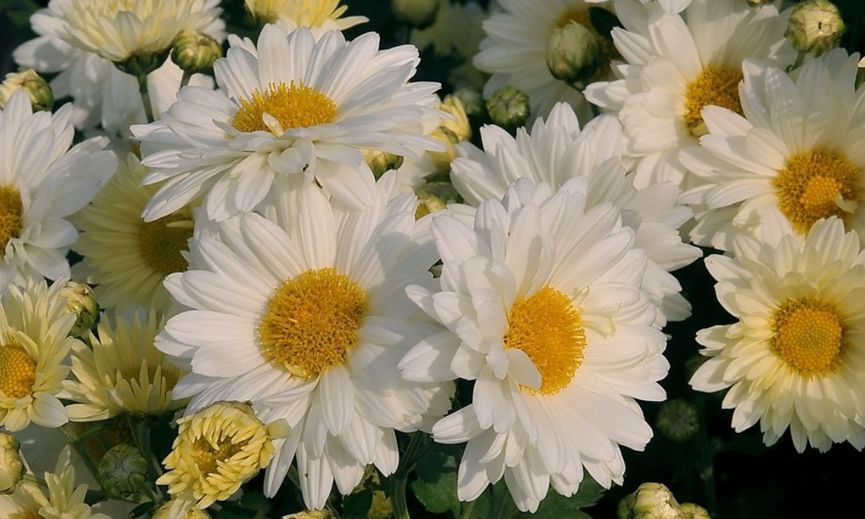 富硒藤茶的汤色（富硒藤茶的冲泡方法）-硒宝网