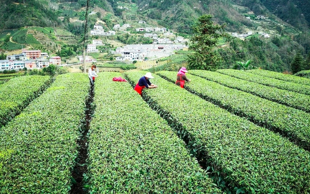 富硒藤茶的汤色(富硒藤条茶)-硒宝网